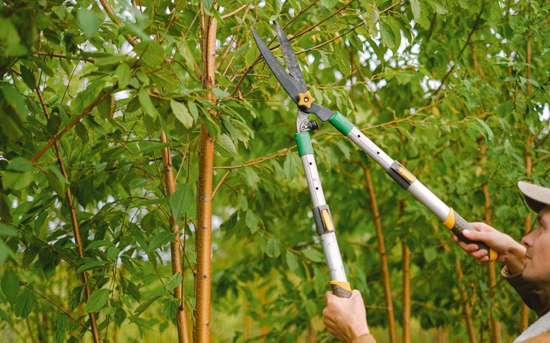 Tree trimming in Fawn Grove, PA